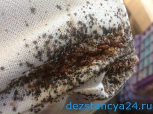 ses-sluzhba-mozhajsk-dezinfekciya-i-dezinsekciya-v-mozhajske